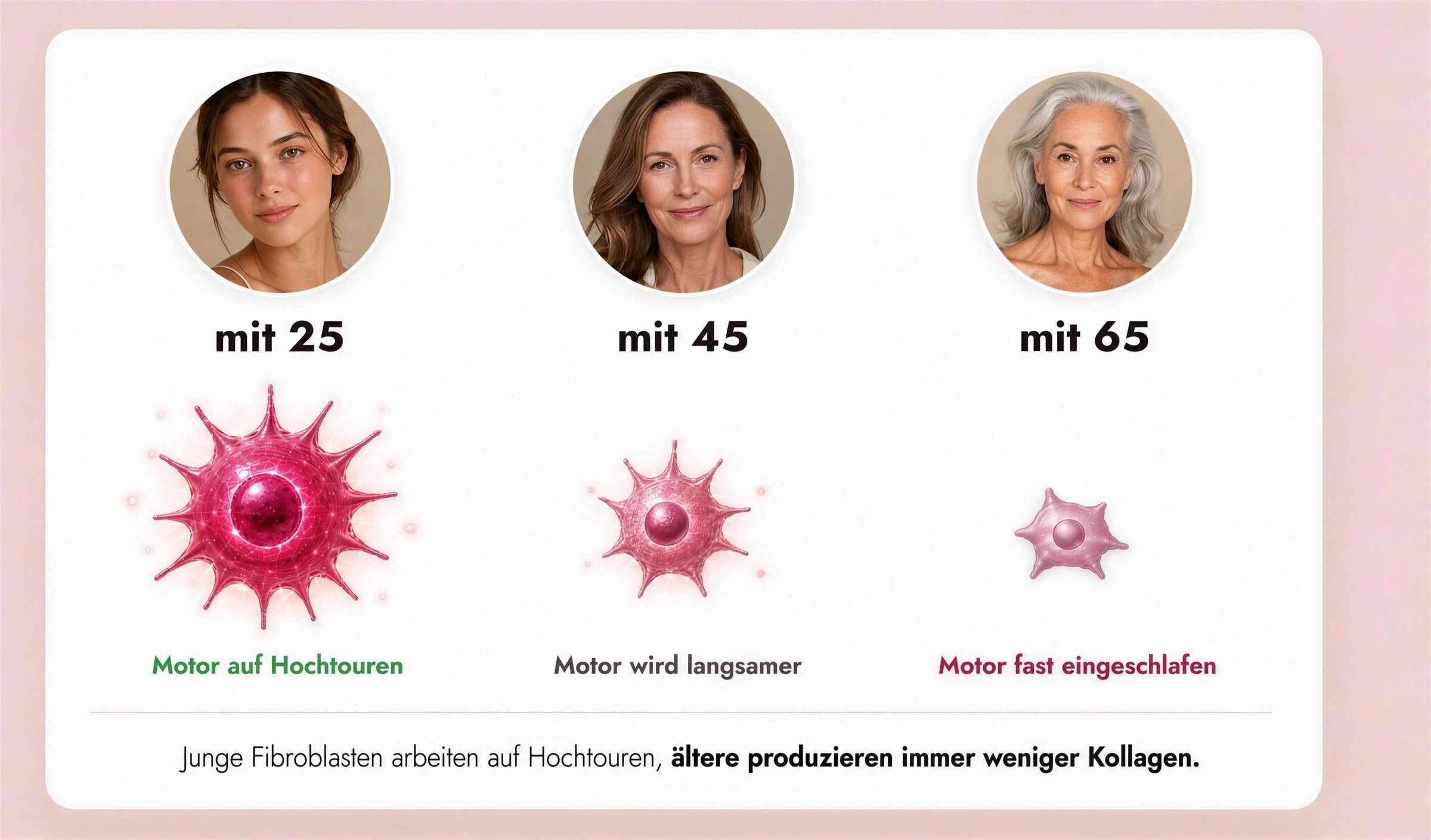 Fibroblasten (dein Kollagen-Motor) mit 25, 45 und 65 Jahren: Junge arbeiten auf Hochtouren, &auml;ltere produzieren immer weniger Kollagen.