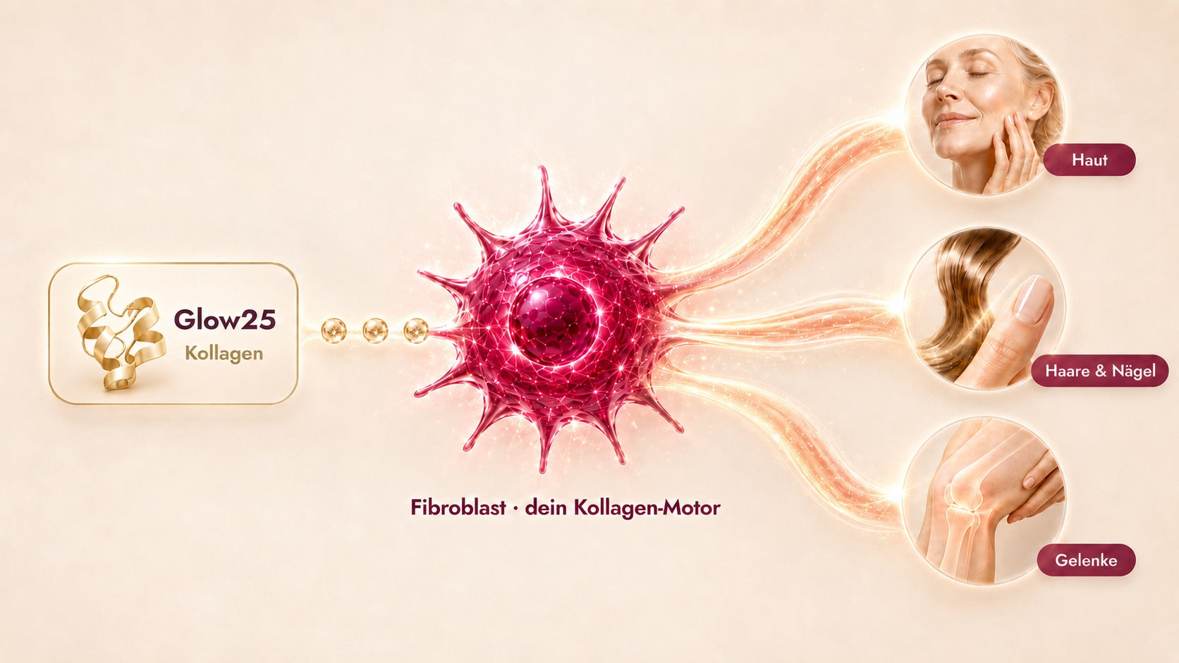Glow25 Kollagen kommt zum Fibroblasten, der daraus Kollagen f&uuml;r Haut, Haare, N&auml;gel und Gelenke bildet.