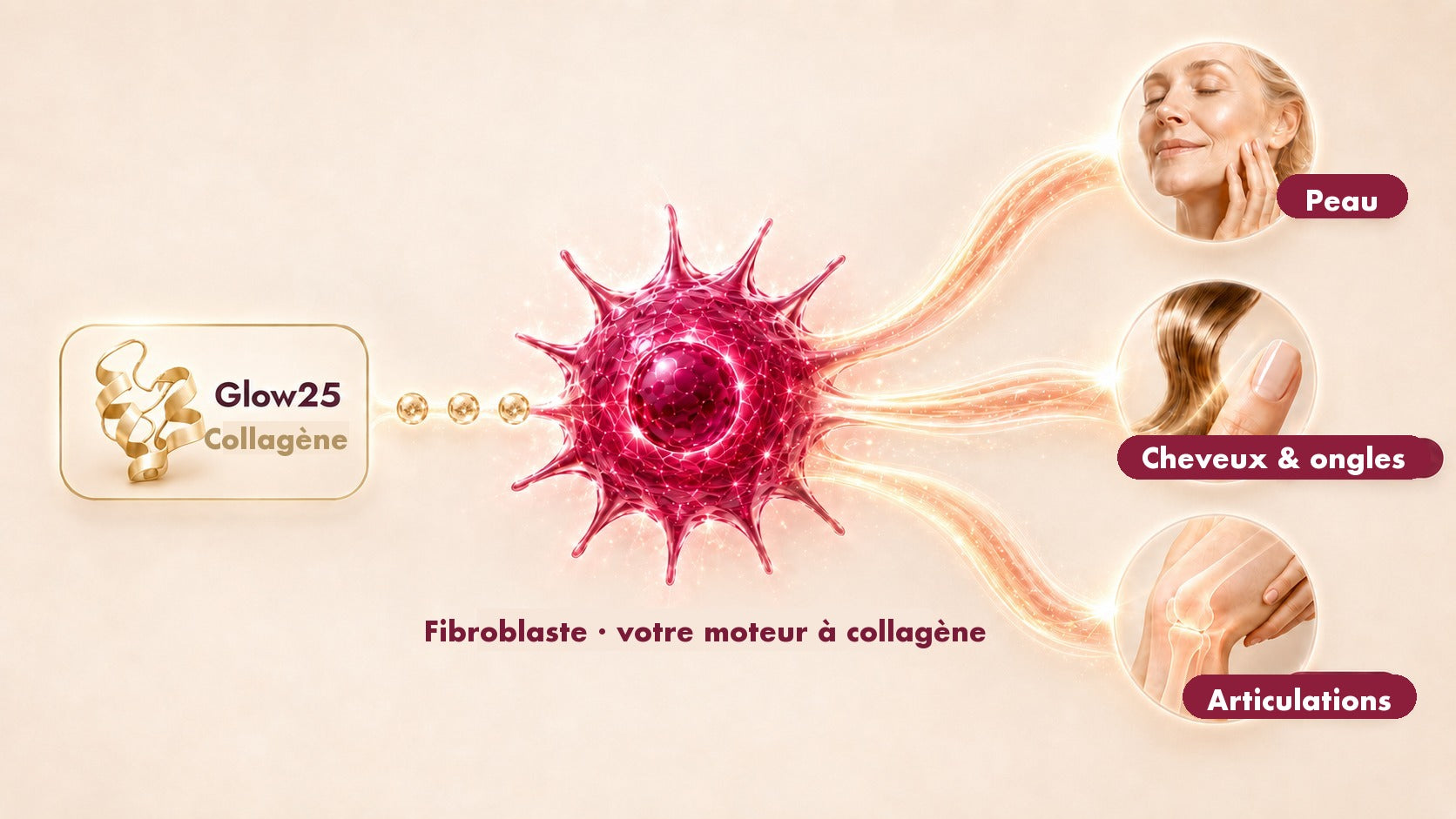 Le collagène Glow25 arrive au fibroblaste, qui en fabrique du collagène pour la peau, les cheveux, les ongles et les articulations.