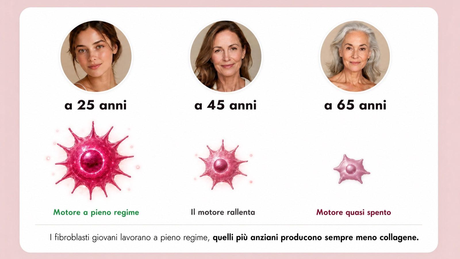 Fibroblasti (il tuo motore del collagene) a 25, 45 e 65 anni: quelli giovani lavorano a pieno regime, quelli più anziani producono sempre meno collagene.