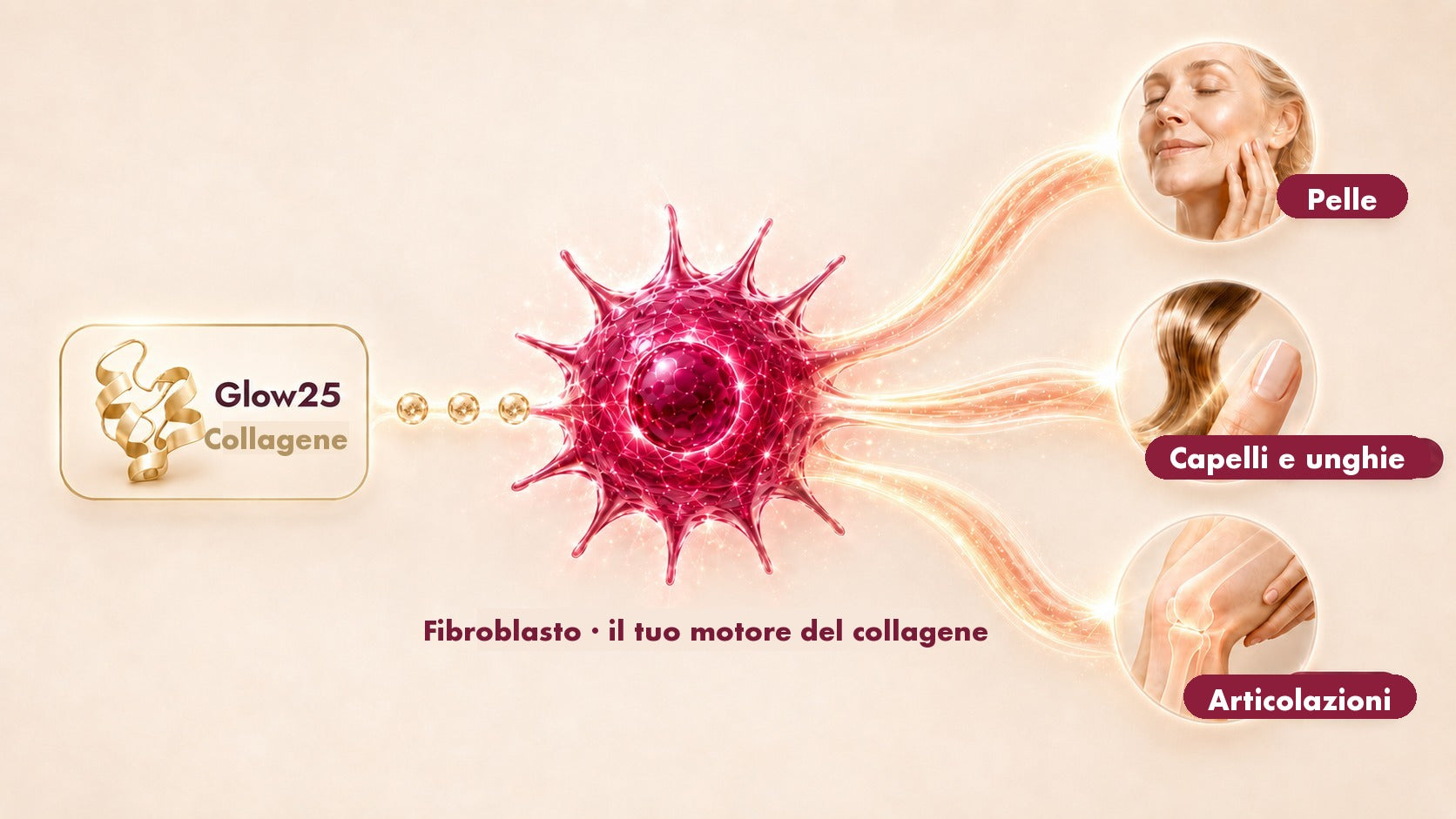 Il collagene Glow25 arriva al fibroblasto, che ne produce collagene per pelle, capelli, unghie e articolazioni.