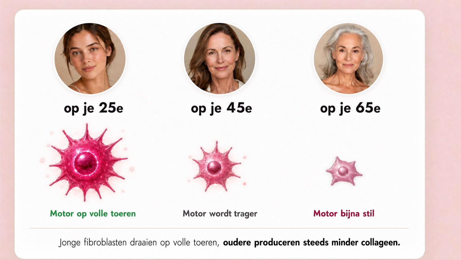 Fibroblasten (jouw collageenmotor) op 25, 45 en 65 jaar: jonge werken op volle toeren, oudere produceren steeds minder collageen.