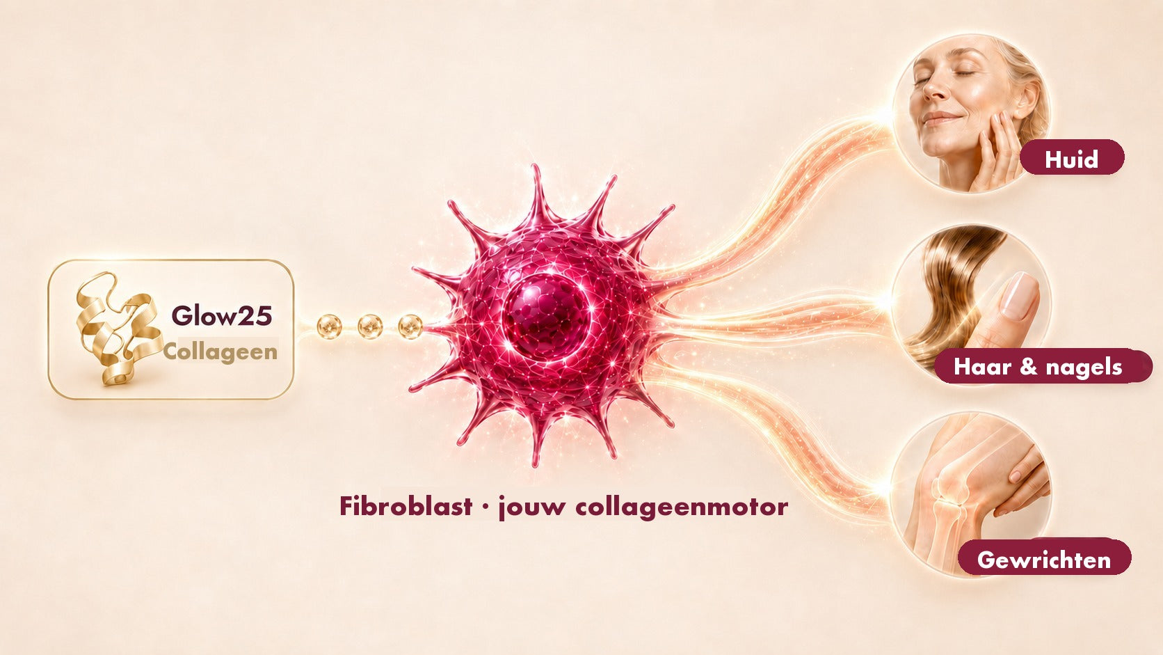 Glow25 Collageen komt bij de fibroblast, die daaruit collageen voor huid, haar, nagels en gewrichten maakt.