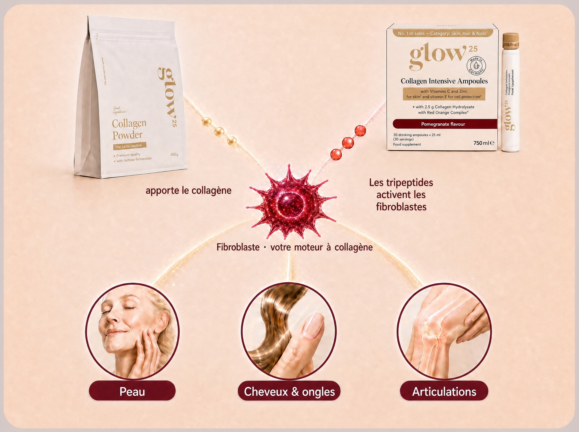 Kollagen-Pulver und Collagène Intensif Ampoules aktivieren gemeinsam den Fibroblasten, der Haut, Haare, Nägel und Gelenke versorgt